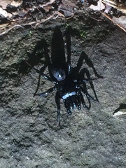 Sphodros niger