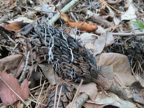 Xylaria magnoliae