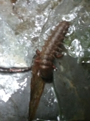 Dysmicohermes disjunctus