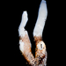 Cordyceps hawkesii - Photo (c) Felix Harper, algunos derechos reservados (CC BY-NC), subido por Felix Harper
