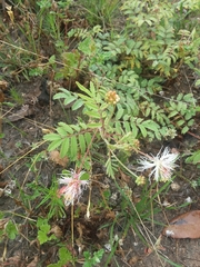 Desmanthus velutinus