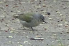 Leiothlypis peregrina