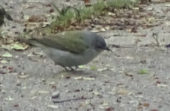 Leiothlypis peregrina
