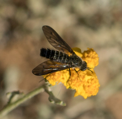 Thevenetimyia affinis