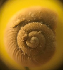 Discus whitneyi