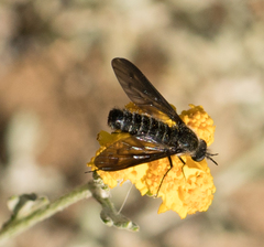 Thevenetimyia affinis