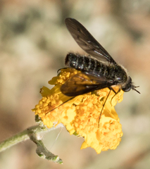 Thevenetimyia affinis