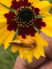 Cirrhophanus pretiosa