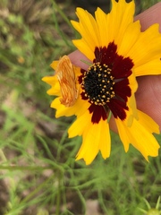 Cirrhophanus pretiosa