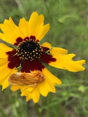 Cirrhophanus pretiosa