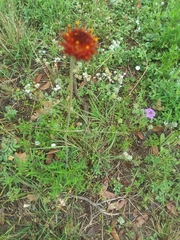 Gaillardia suavis