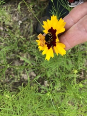 Cirrhophanus pretiosa