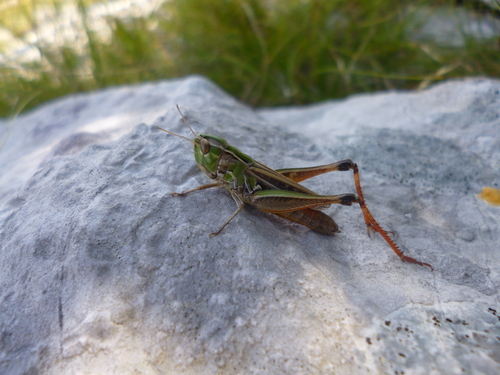 Hrvatski tamnokrili skakavac (Stenobothrus croaticus)