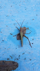 Coryacris angustipennis