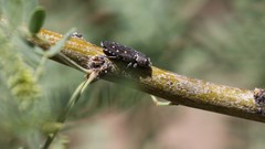 Chrysobothris octocola