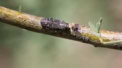 Chrysobothris octocola