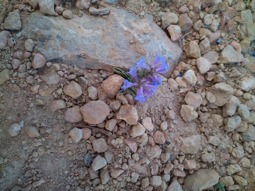 Red Canyon Beardtongue (Penstemon bracteatus)