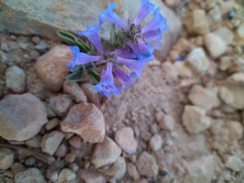 Image of Penstemon bracteatus by (c) Michael Thaibinh, some rights reserved (CC BY)
