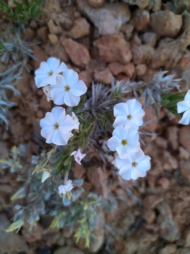 Image of Phlox gladiformis by (c) Michael Thaibinh, some rights reserved (CC BY)
