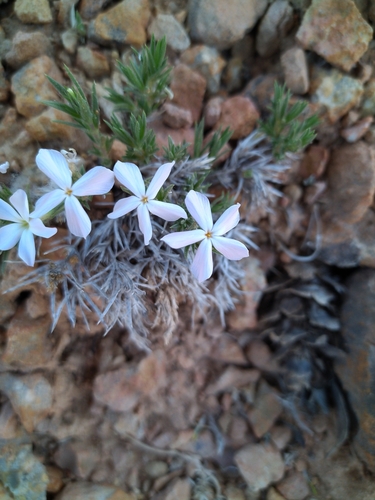 Image of Phlox gladiformis by (c) Michael Thaibinh, some rights reserved (CC BY)