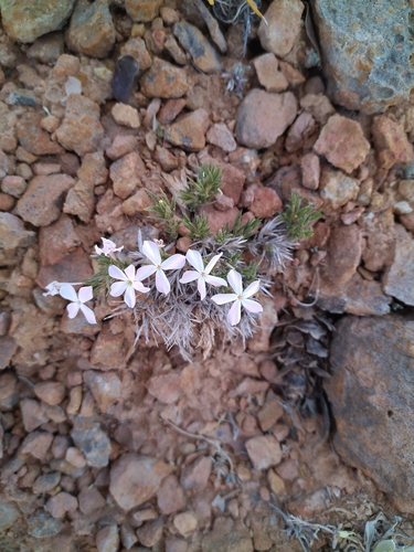 Image of Phlox gladiformis by (c) Michael Thaibinh, some rights reserved (CC BY)