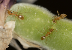 Myrmecocystus testaceus