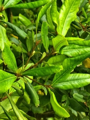 Mountain Fire (Heberdenia excelsa)