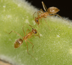 Myrmecocystus testaceus