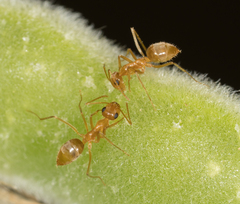 Myrmecocystus testaceus