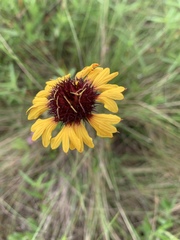 Gaillardia aestivalis