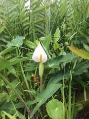 Peltandra sagittifolia