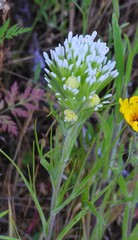Castilleja lineariloba