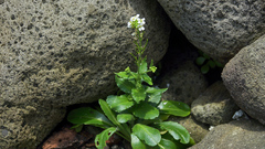 Arabis stelleri