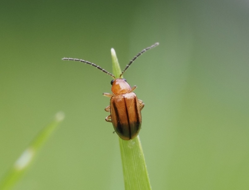 Monolepta sexlineata