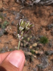 Vesper constancei