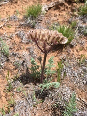 Vesper constancei