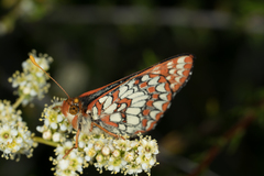 Euphydryas
