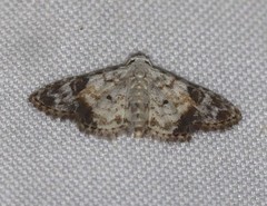 Araeopteron epiphracta