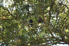 Dicrurus adsimilis fugax