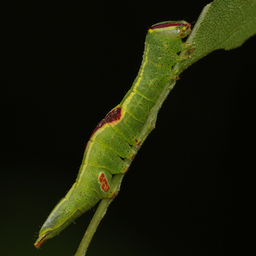 Saddled Prominent photo 3
