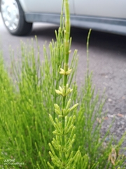 Equisetum arvense