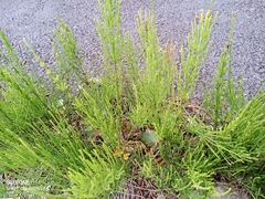Equisetum arvense