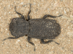 Phloeodes plicatus