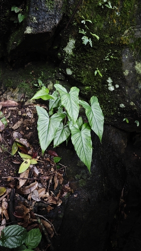 Pinellia fujianensis
