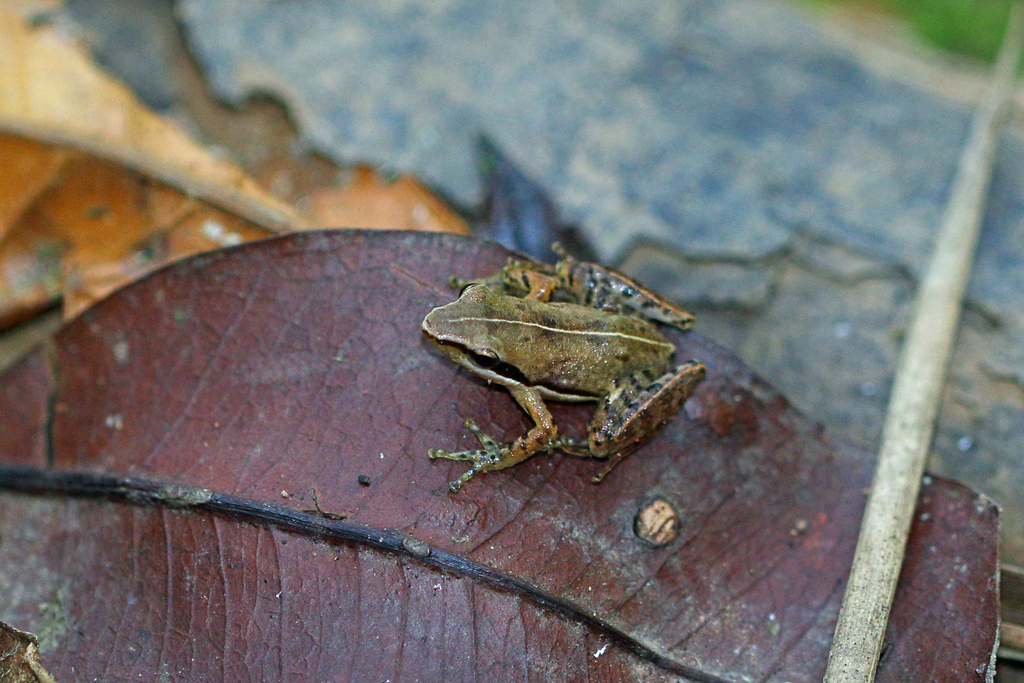 Ambatolahy Madagascar Frog