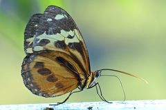 Tithorea harmonia pseudethra