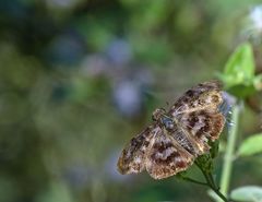 Ebrietas anacreon anacreon