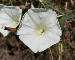 Calystegia occidentalis