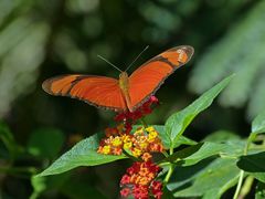 Dryas iulia alcionea