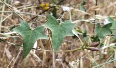 Calystegia occidentalis